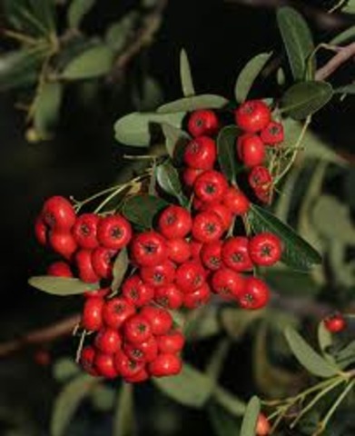 Ewww...Gut berries (and water)
