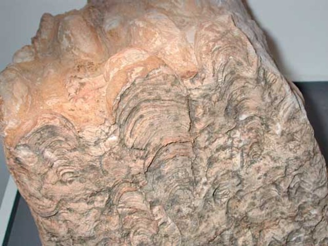 Äldsta livet på Jorden