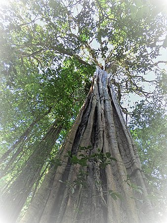 sueño de Santiago Nasar.