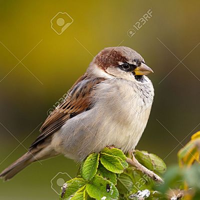 Timeline: История птиц