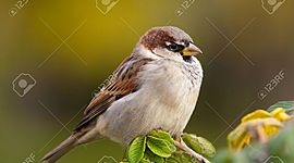 Timeline: История птиц