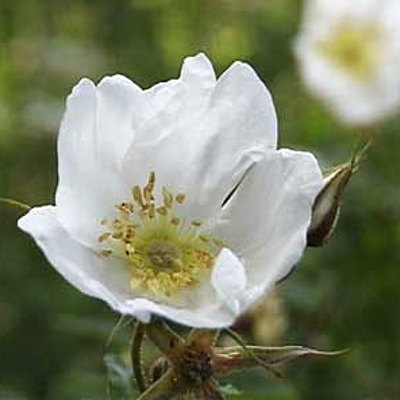 Timeline: Сибирская литература