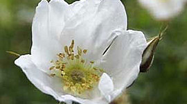 Timeline: Сибирская литература