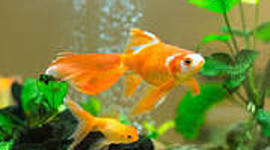 Timeline: Мои домашние питомцы