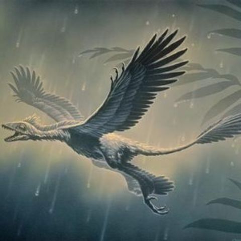 De första fåglarna