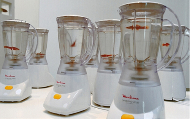 Goudvissen in blender