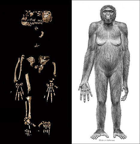 Ardipithecus ramidus