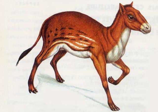 Eohippus Evolves