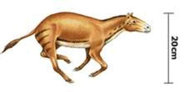 Eohippus Evolves