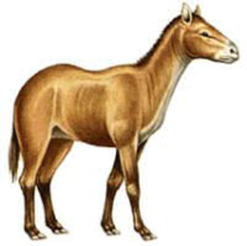Mesohippus