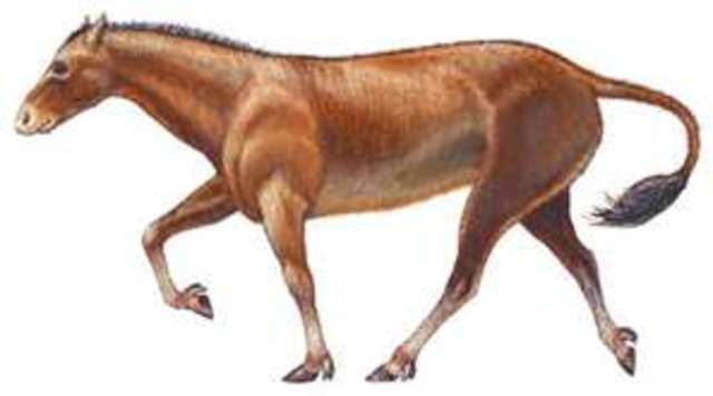 Mesohippus