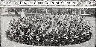 Birth of Mass Culture