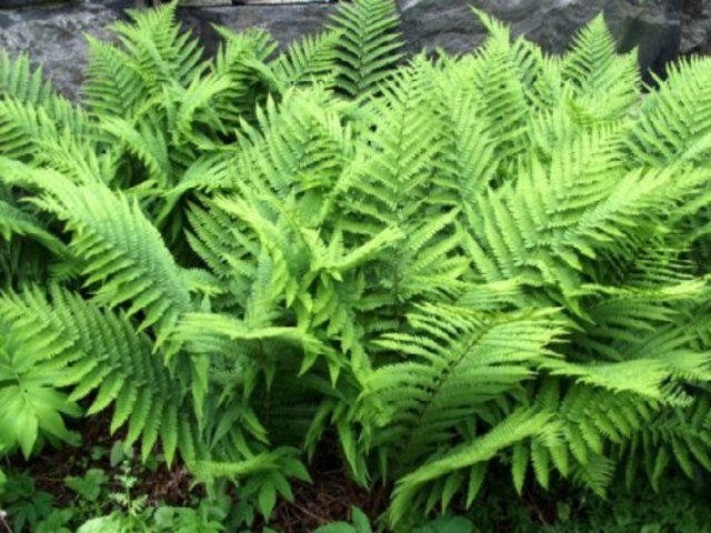 Livet går upp på land och fiskarna utvecklas