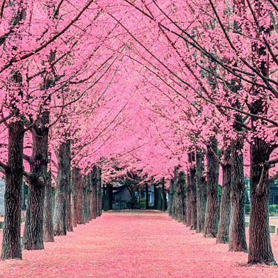 Timeline: IDZIE WIOSNA. HANAMI はなみ