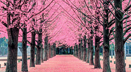 Timeline: IDZIE WIOSNA. HANAMI はなみ