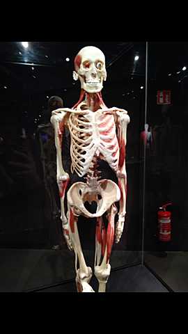 Bodyworlds amsterdam 1