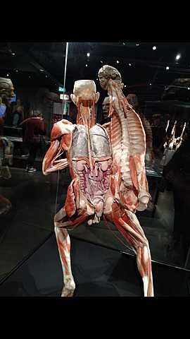 Bodyworlds amsterdam 2