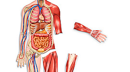 Timeline: Estudio del cuerpo humano