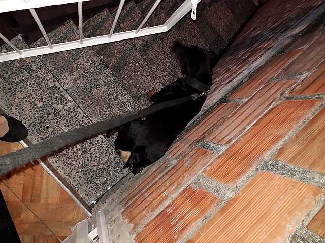 I Go to the street with my Dog