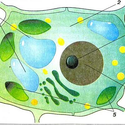 Timeline: История изучения клетки