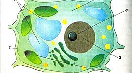 Timeline: История изучения клетки