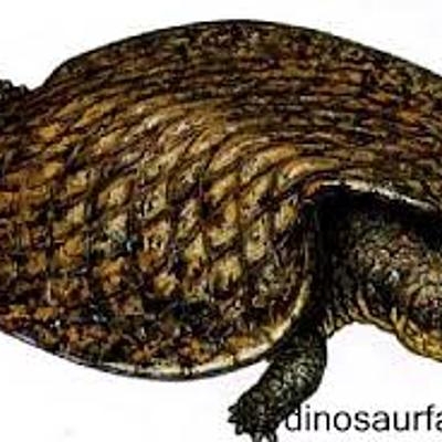 Timeline: reptilia y otros