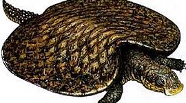 Timeline: reptilia y otros