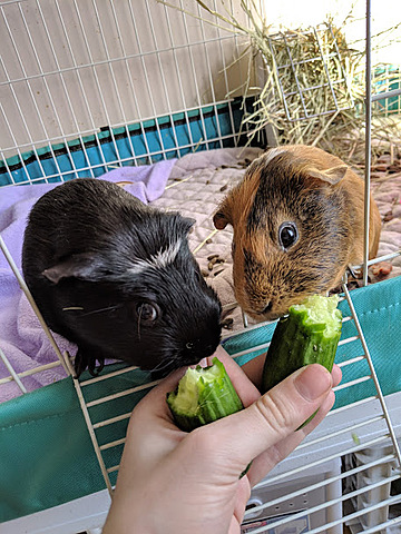 Tuve mis dos cobayas, Patches y Puff