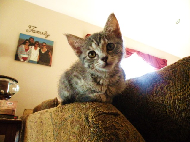 Hace cinco meses què comprè la gatita.