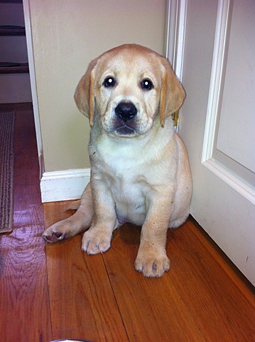 Yo tuve mi perro Teddy