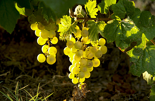 Galí de Sant martí