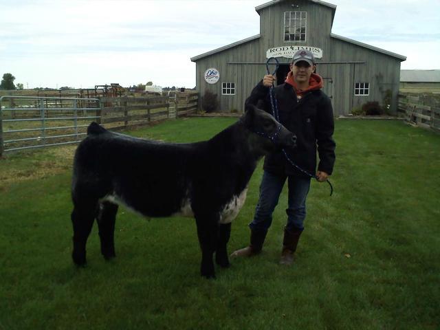Hace dos años que compre un buey por la primera de vez, Azul!