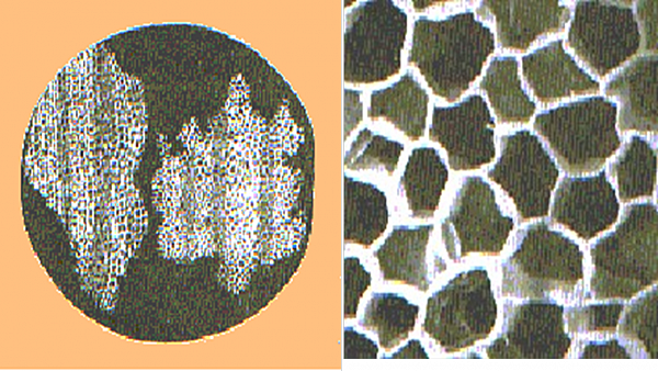 ¿Cómo descubrió Hooke las células?