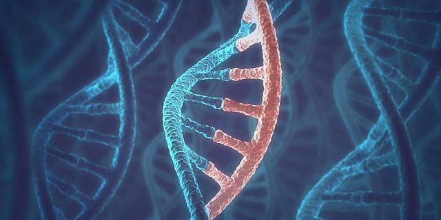 Ácido ribonucleico (ARN).