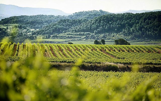 Els habitants dels castells i llocs de Sant Vicenç de Calders, el Vendrell, Santa Oliva, Albinyana i Bonastre recuperen la jurisdicció del rei després de pagar 35000 lliures.
