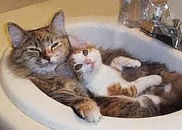 Mes nouveaux compagnons