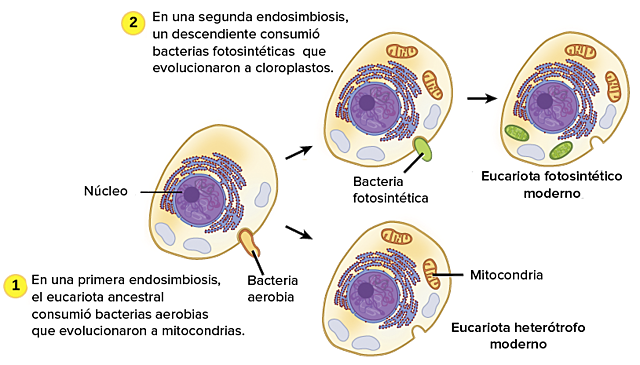 Teoria de l'endosimbiosi serial
