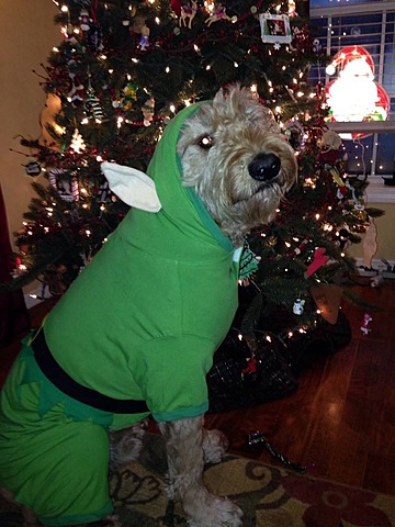 Yo tuve mi perro Remy