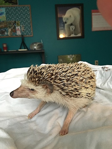 Yo tuve mi erizo. Ella se llama Chocho