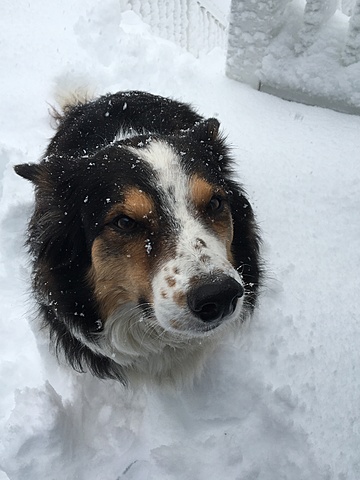 Yo tuve mi perro. Se llama Paisley y ella es muy fabuloso
