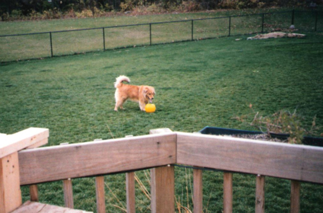 Hace doce años que compré mi perro, Chance.