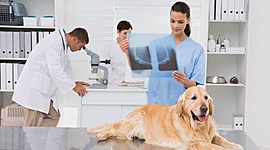 Timeline: Hitos en la historia de las Ciencias Veterinarias