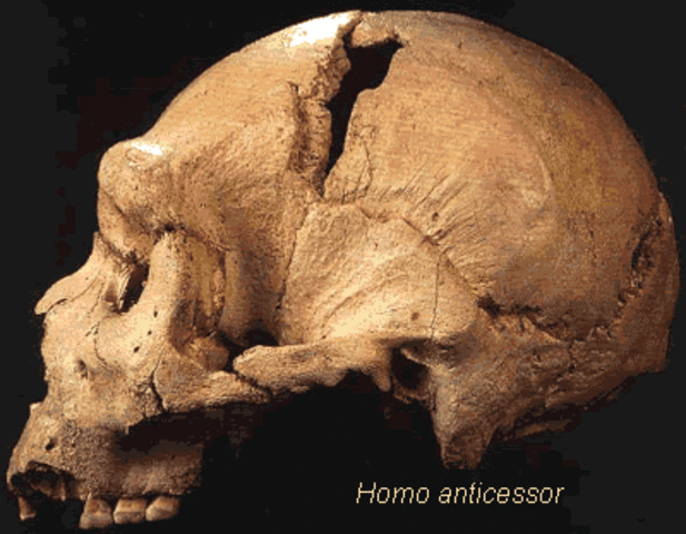 homo Antecessor
