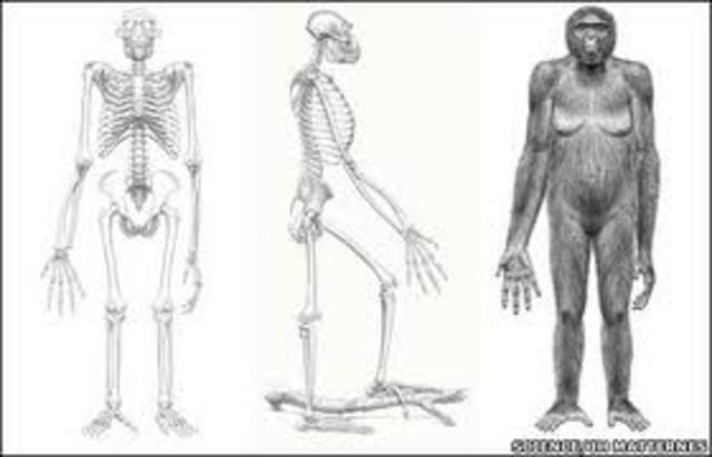 Ardipithecus Ramidus