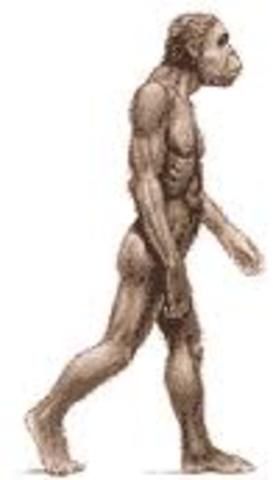 Australopithecus anamensis