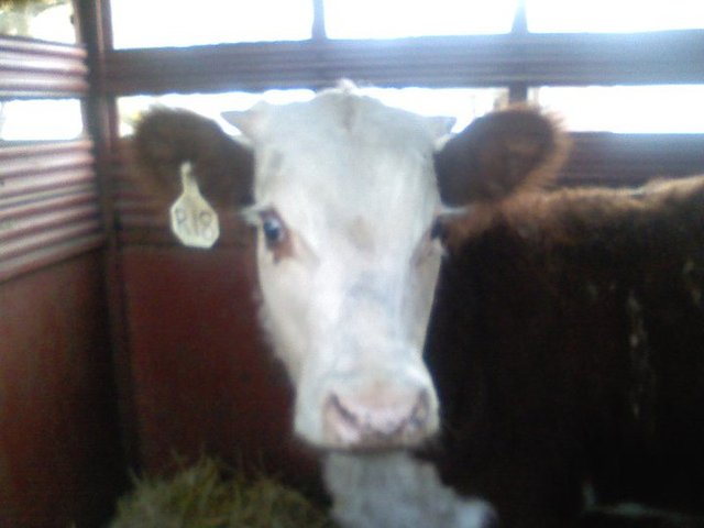 Hace tres meses que compré un novillo y su nombre es Toby.