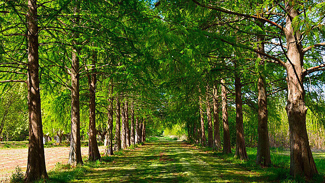 Establecimiento de nuevas casa 1929, Provincia Teutónica
