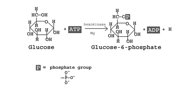 First step: Phosphorylation by Kinase