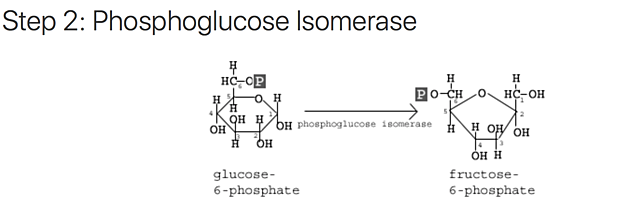 Second Step: Isomerization