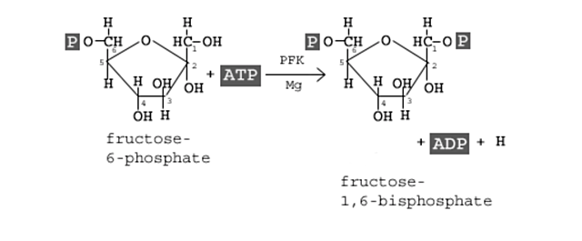Third step: Phosphorlyation on Carbon 1